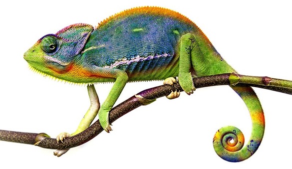 Farbänderung Chameleon